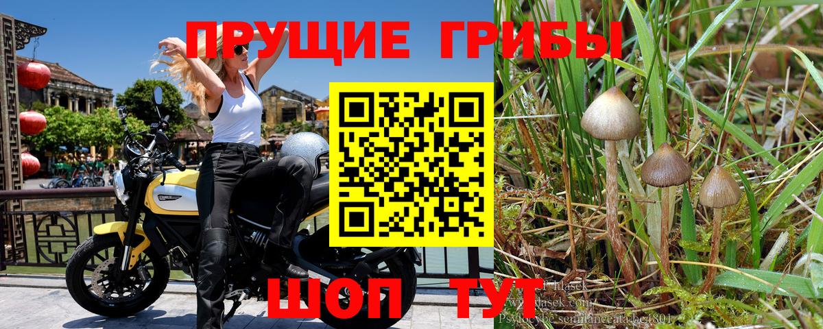 Галлюциногенные грибы мухоморы  Галлюциногенные грибы Psilocybine cubensis  где продают наркотики  Вход с VPN  Новошахтинск 